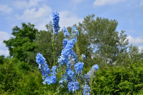 Sommerfest mit Grill und Gartenambiente